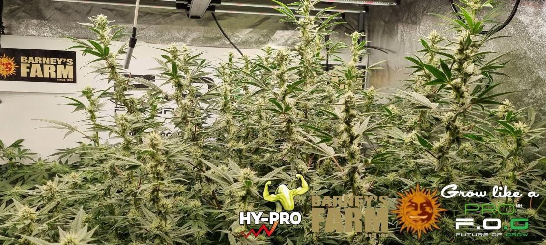 Gelato-Season is ON!. Week 10