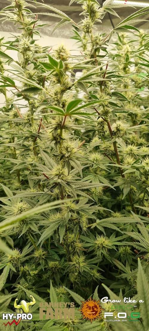 Gelato-Season is ON!. Week 10