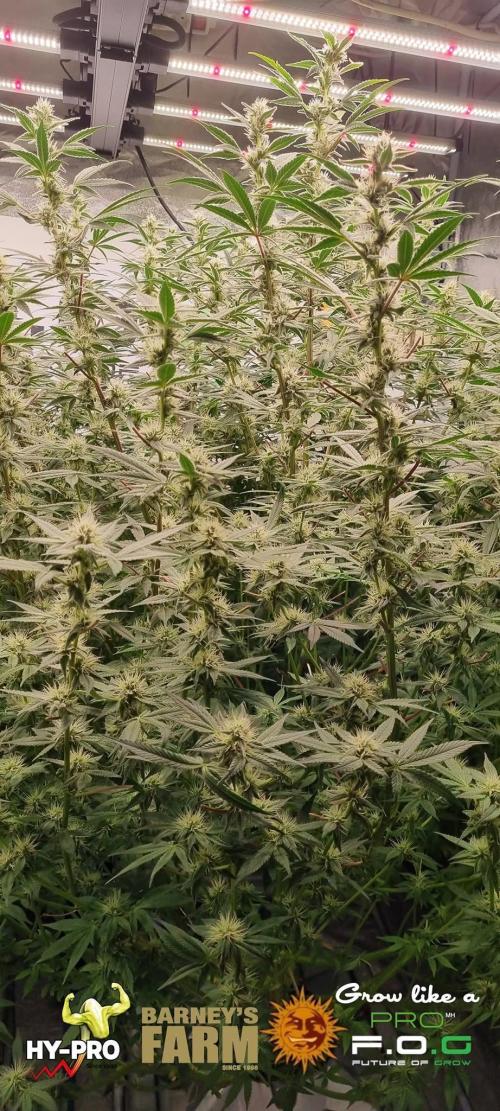 Gelato-Season is ON!. Week 10