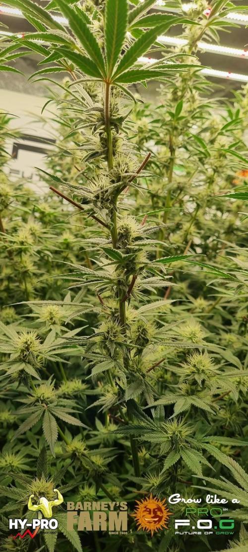 Gelato-Season is ON!. Week 10