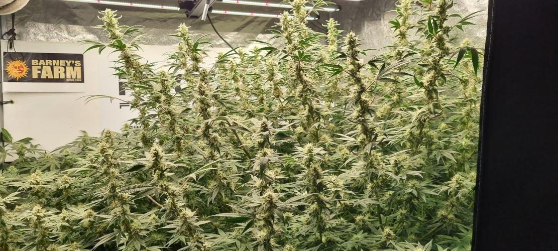 Gelato-Season is ON!. Week 10