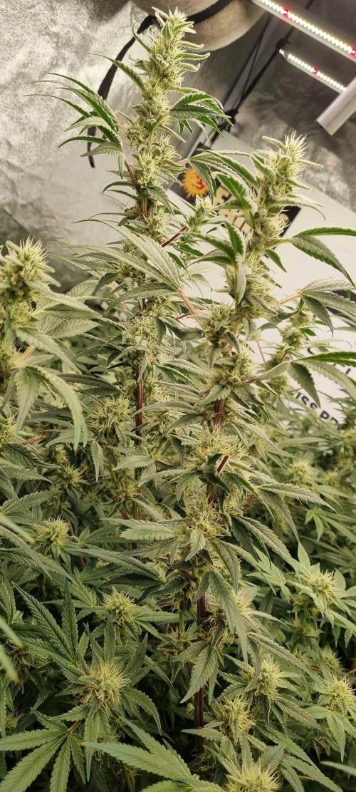 Gelato-Season is ON!. Week 10