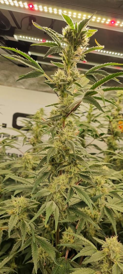 Gelato-Season is ON!. Week 10