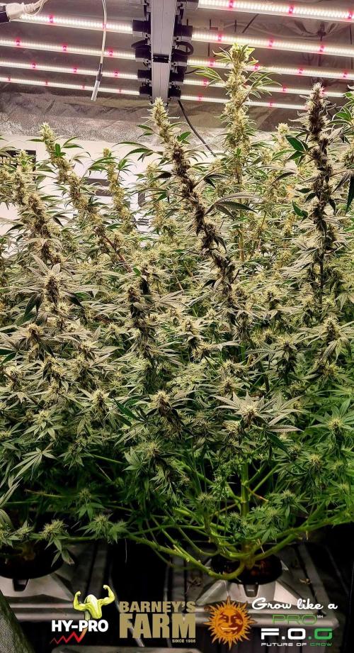 Gelato-Season is ON!. Week 10