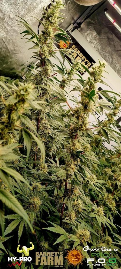 Gelato-Season is ON!. Week 10