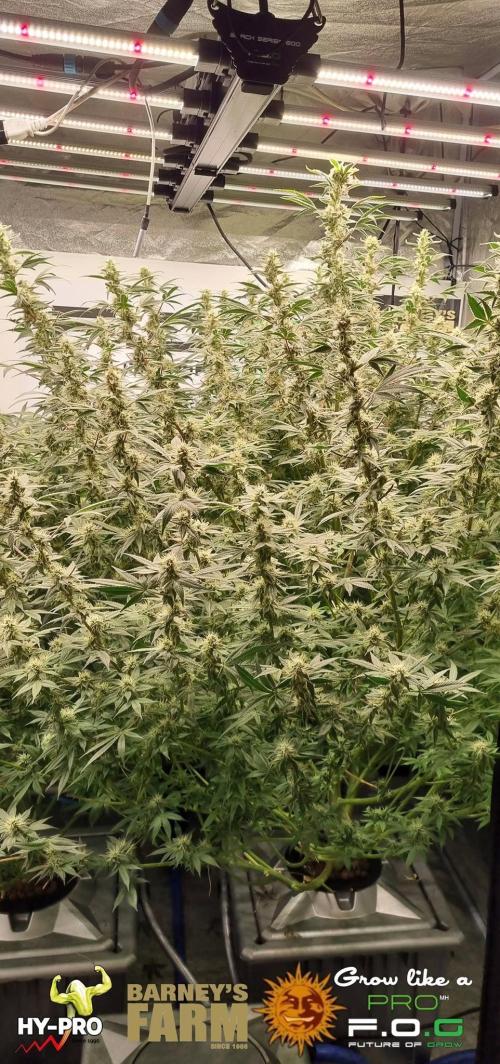 Gelato-Season is ON!. Week 10