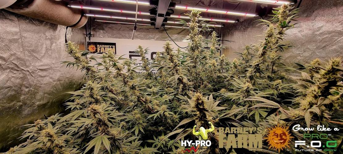 Gelato-Season is ON!. Week 10