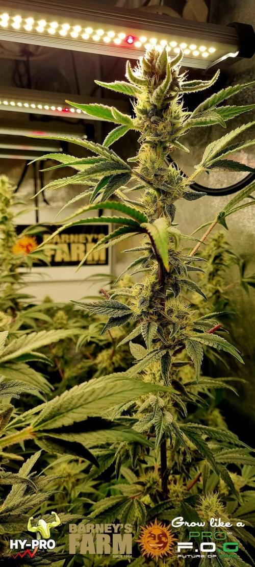 Gelato-Season is ON!. Week 10