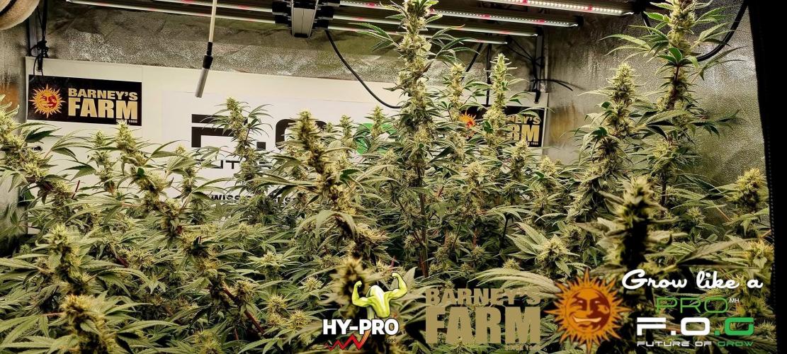 Gelato-Season is ON!. Week 10