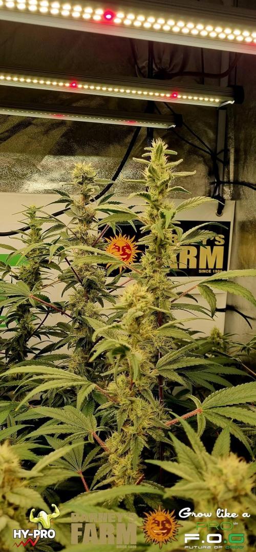 Gelato-Season is ON!. Week 10