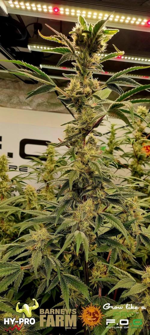 Gelato-Season is ON!. Week 10