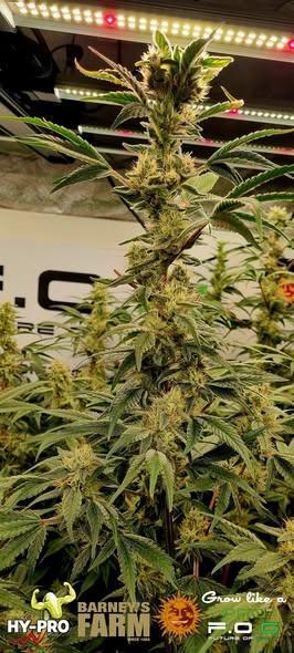 Gelato-Season is ON!. Week 10