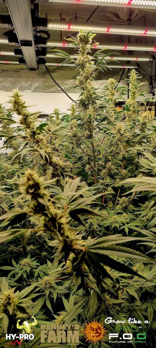 Gelato-Season is ON!. Week 10