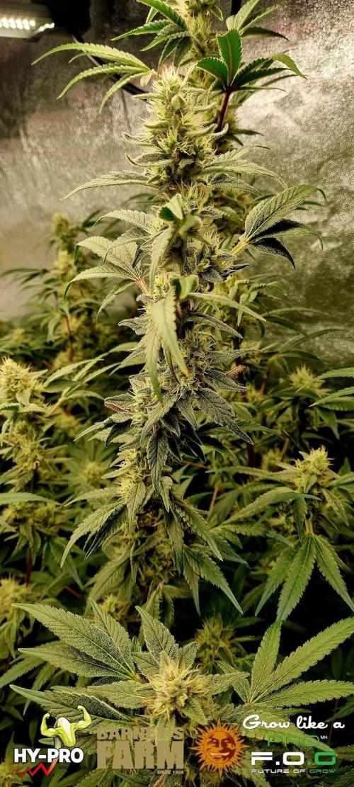 Gelato-Season is ON!. Week 10
