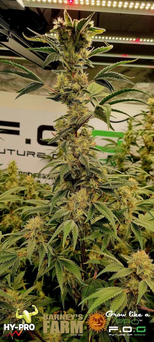Gelato-Season is ON!. Week 11