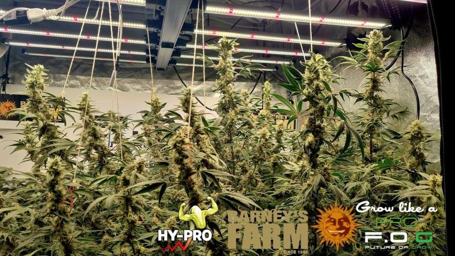 Gelato-Season is ON!. Week 11