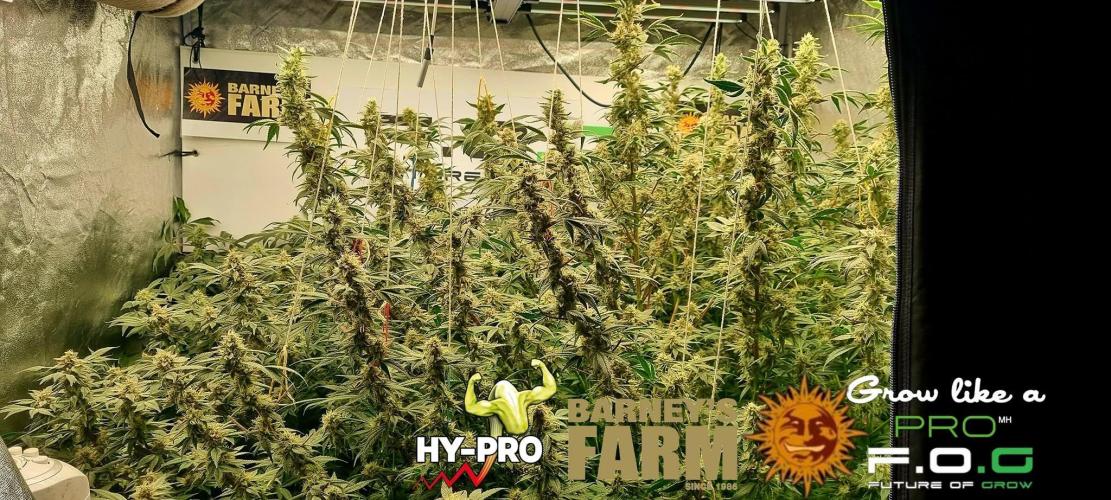 Gelato-Season is ON!. Week 11