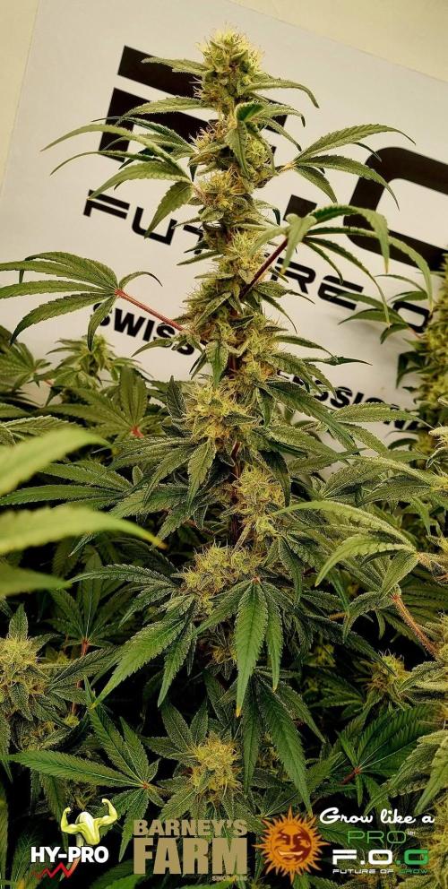 Gelato-Season is ON!. Week 11