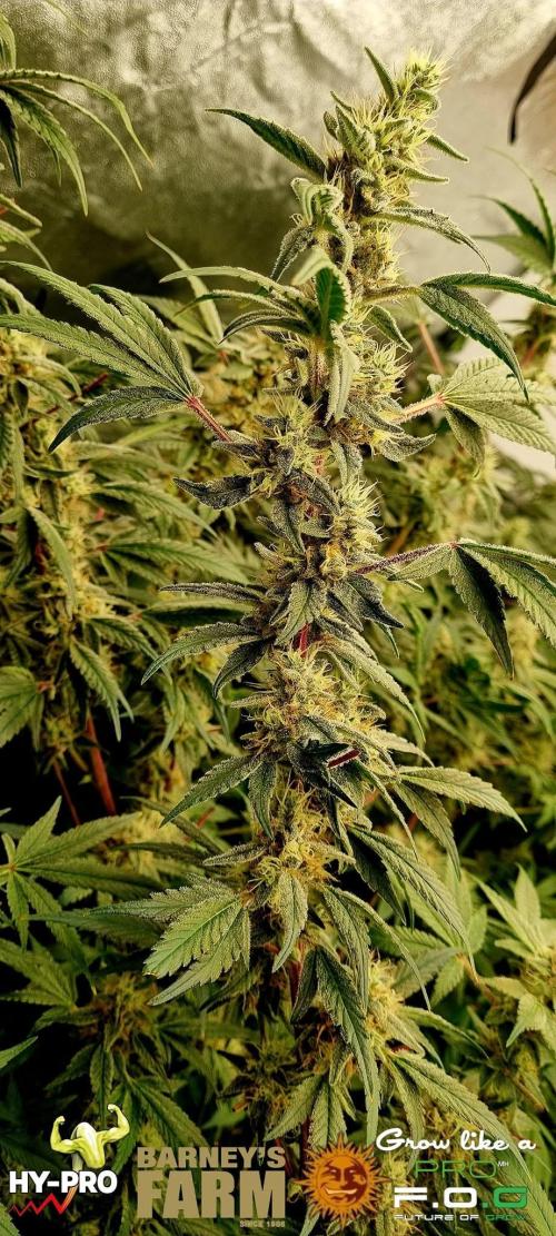 Gelato-Season is ON!. Week 11