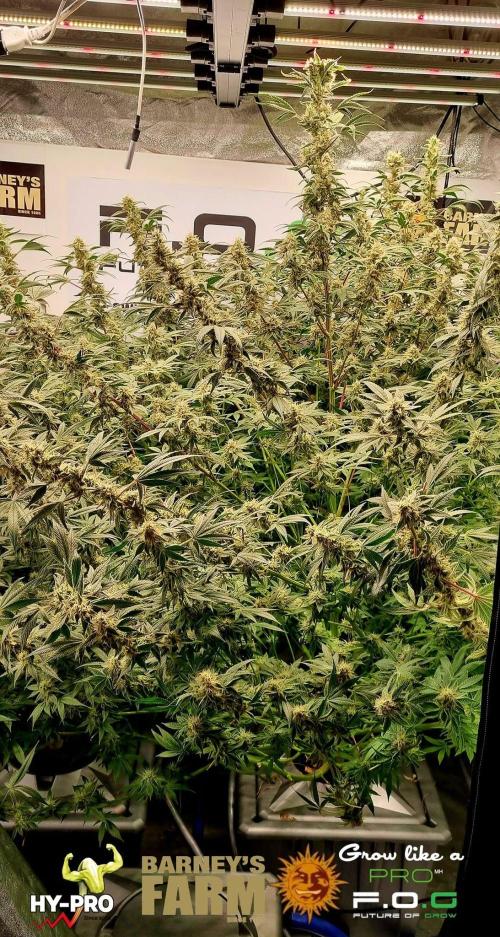 Gelato-Season is ON!. Week 11
