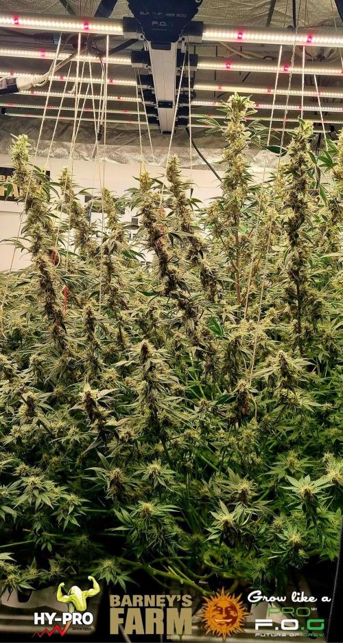 Gelato-Season is ON!. Week 11