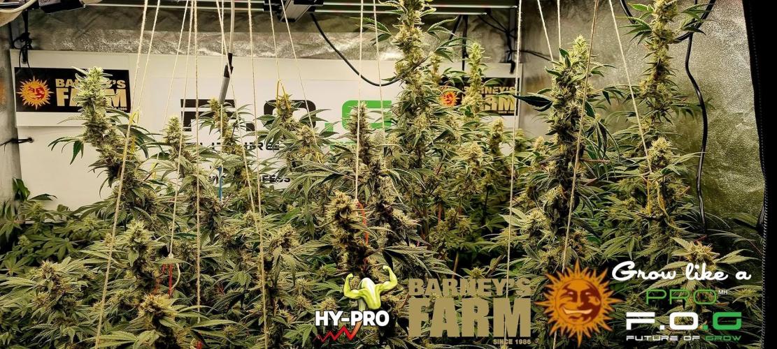 Gelato-Season is ON!. Week 11