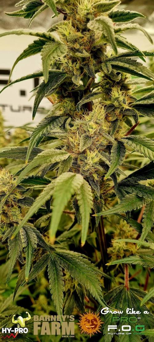 Gelato-Season is ON!. Week 11