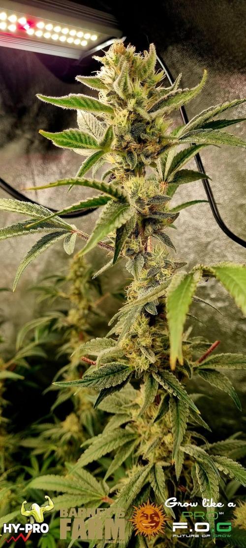 Gelato-Season is ON!. Week 11