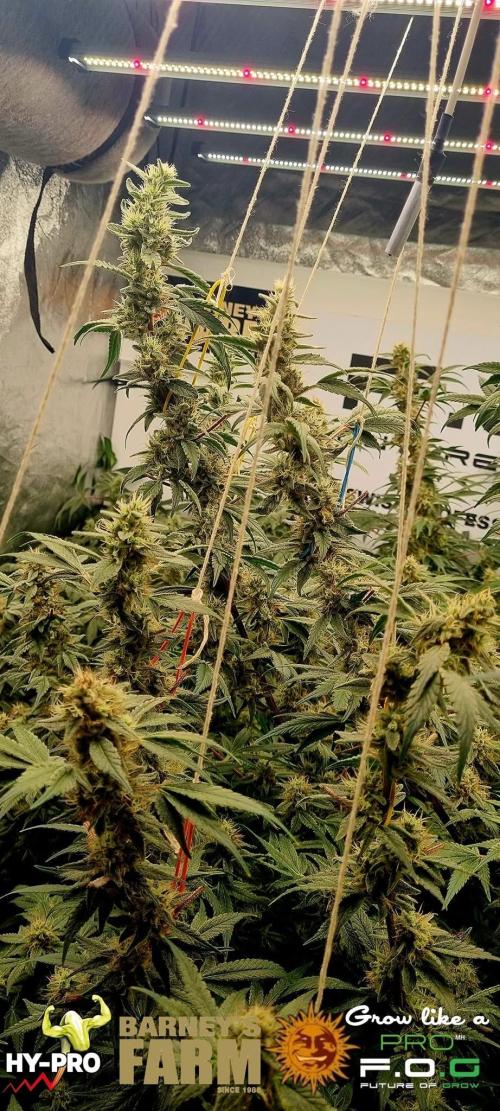 Gelato-Season is ON!. Week 11