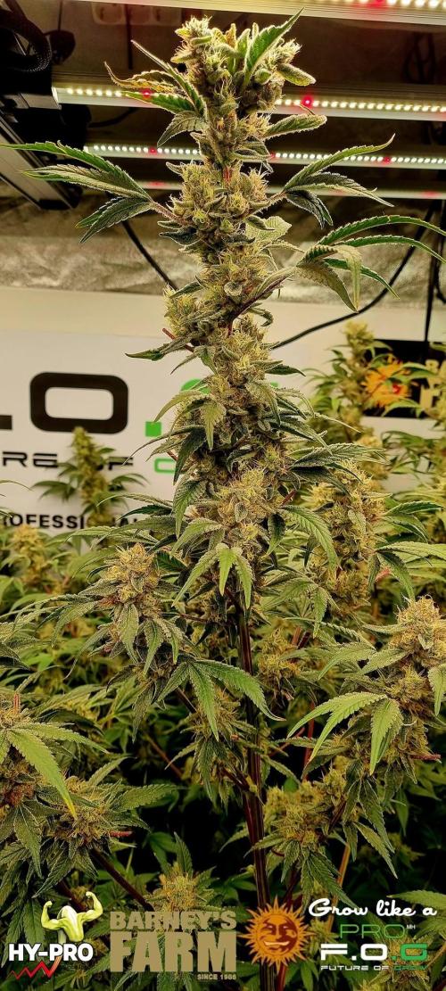 Gelato-Season is ON!. Week 12