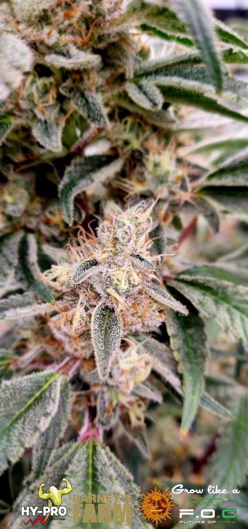Gelato-Season is ON!. Week 12