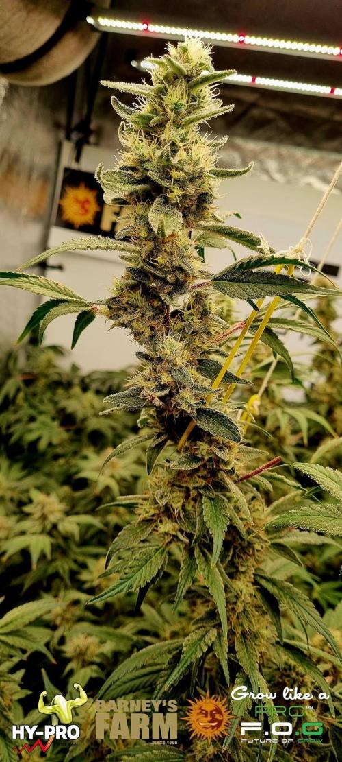 Gelato-Season is ON!. Week 12