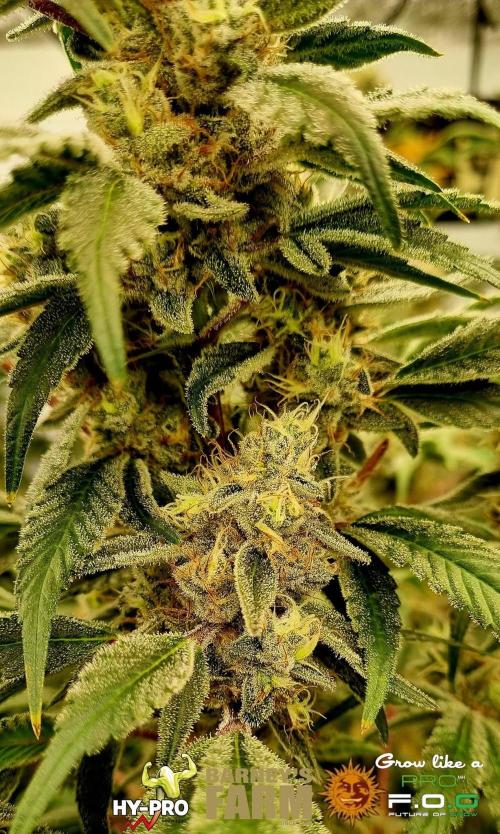 Gelato-Season is ON!. Week 12