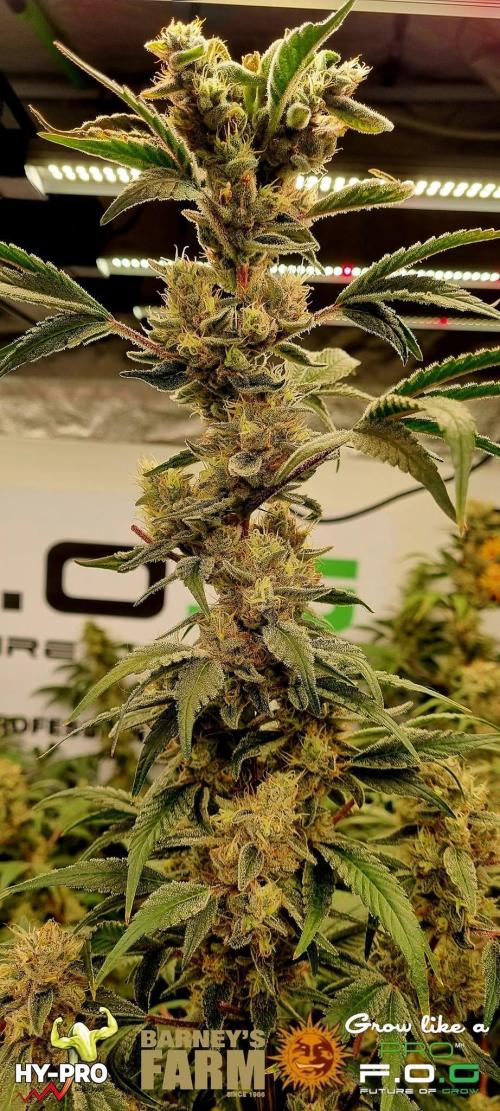 Gelato-Season is ON!. Week 12