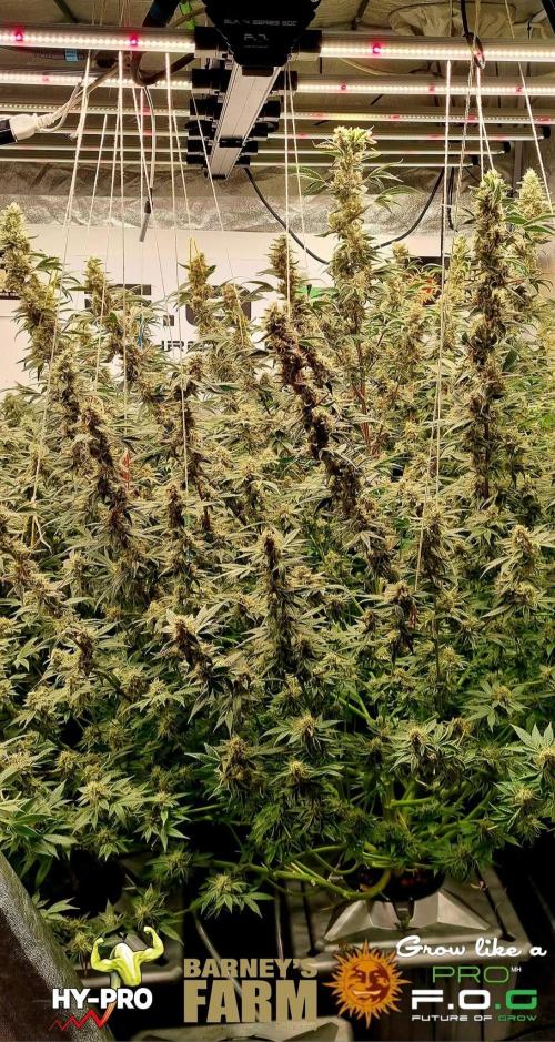 Gelato-Season is ON!. Week 12
