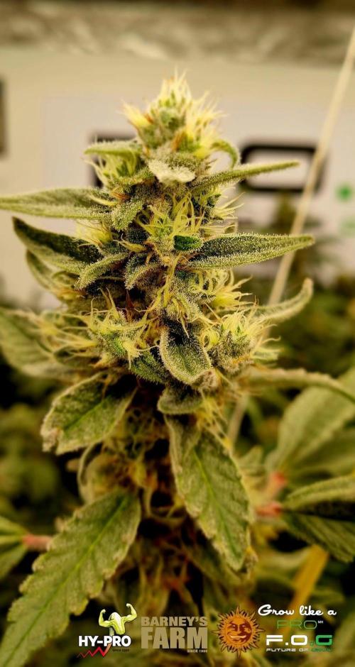 Gelato-Season is ON!. Week 12