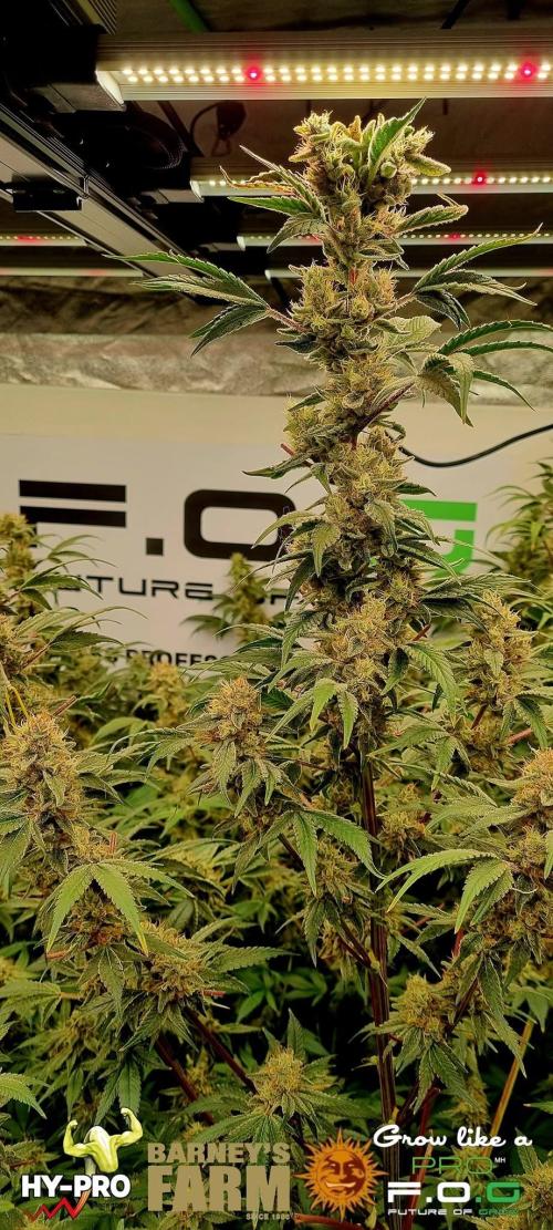 Gelato-Season is ON!. Week 12
