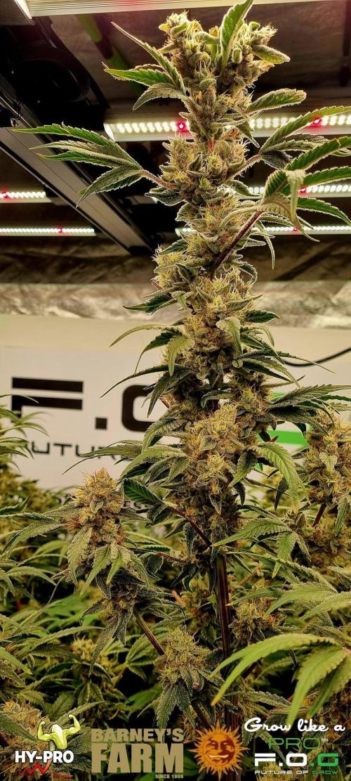 Gelato-Season is ON!. Week 12