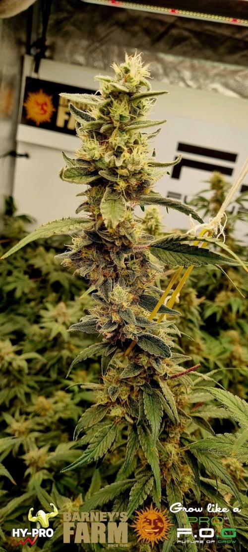 Gelato-Season is ON!. Week 12