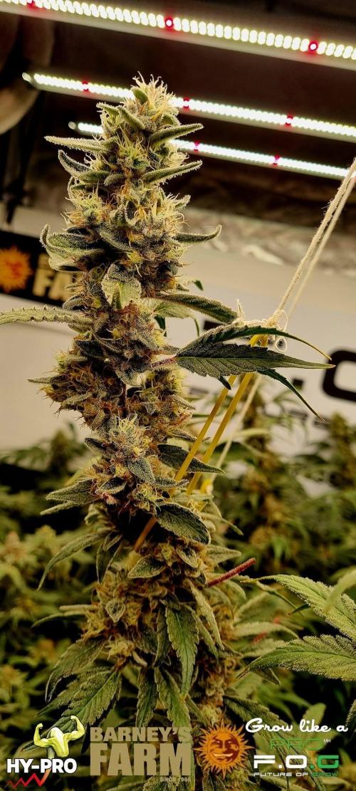 Gelato-Season is ON!. Week 12