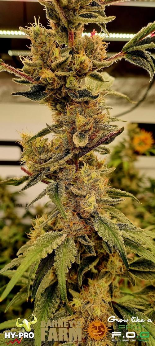 Gelato-Season is ON!. Week 12
