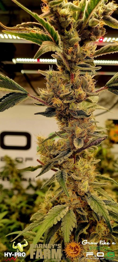 Gelato-Season is ON!. Week 12