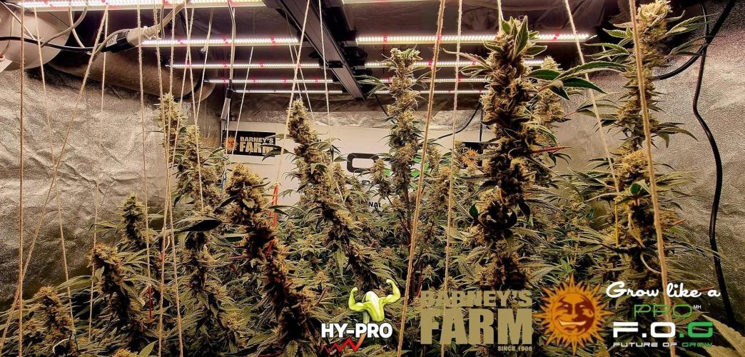 Gelato-Season is ON!. Week 12