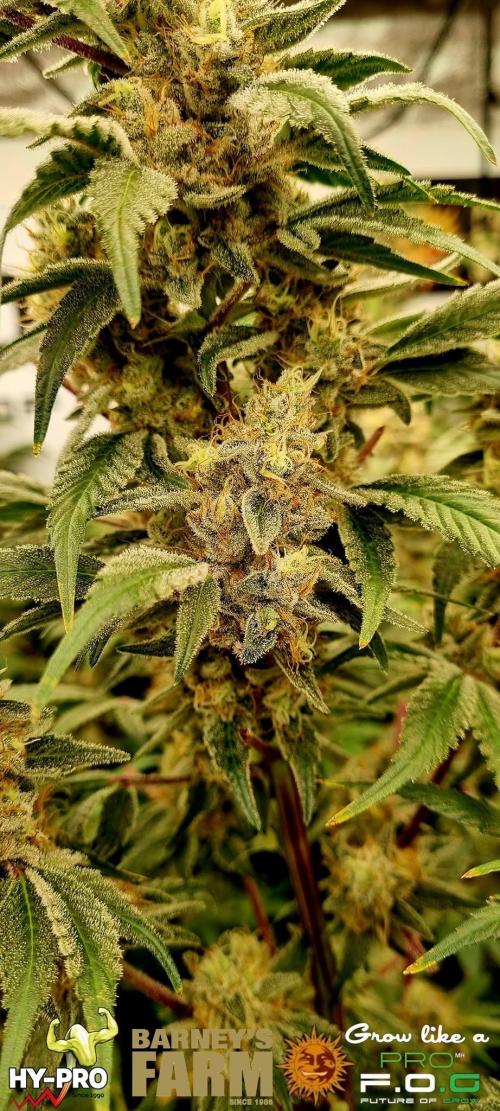 Gelato-Season is ON!. Week 12