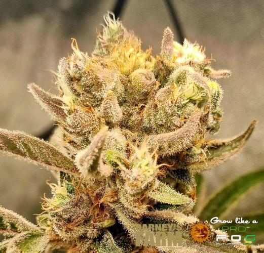 Gelato-Season is ON!. Week 13
