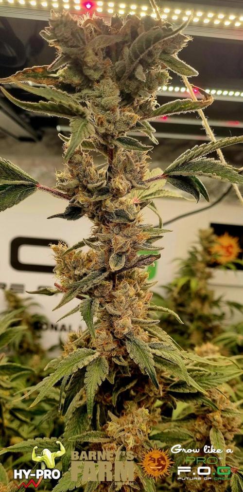 Gelato-Season is ON!. Week 13