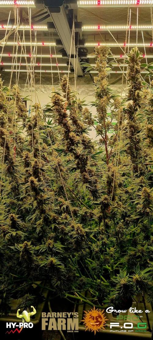 Gelato-Season is ON!. Week 13