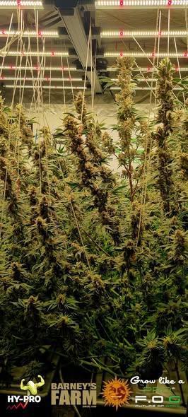 Gelato-Season is ON!. Week 13