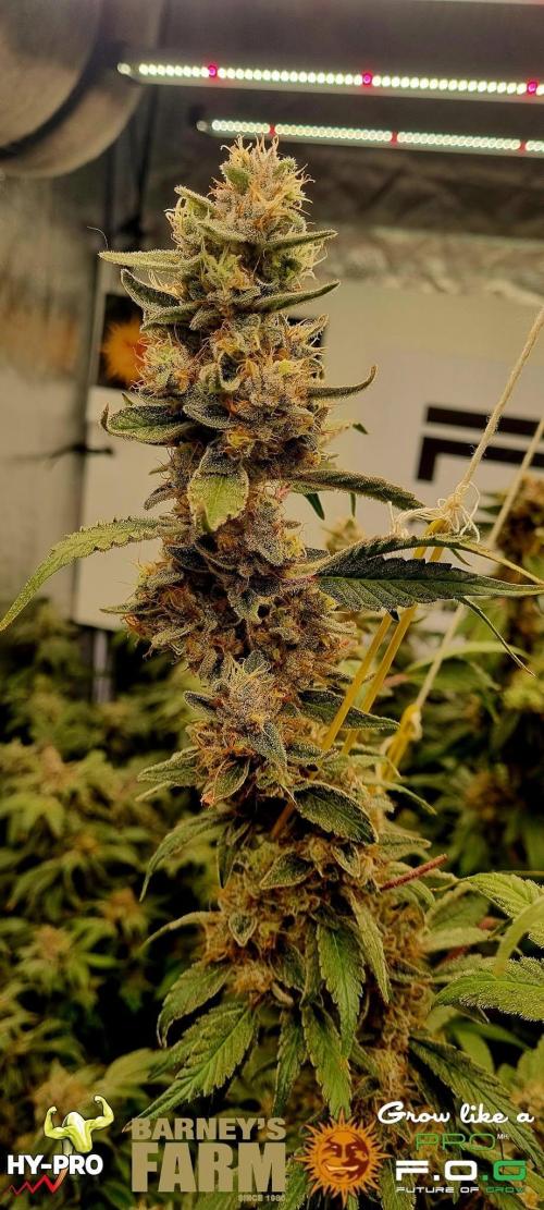 Gelato-Season is ON!. Week 13