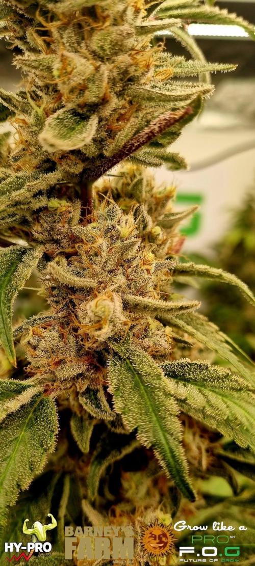 Gelato-Season is ON!. Week 13
